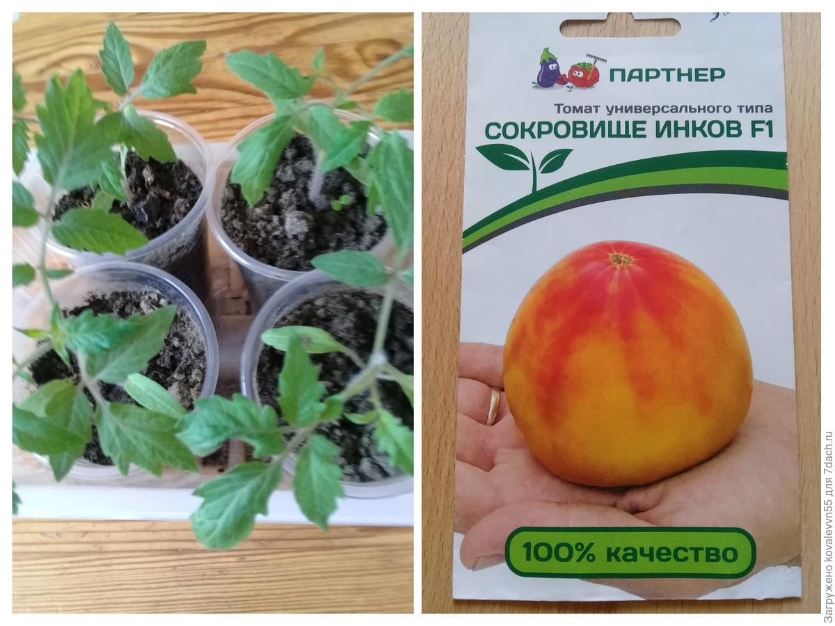 Помидор Розовый Клад Описание Сорта Фото Отзывы