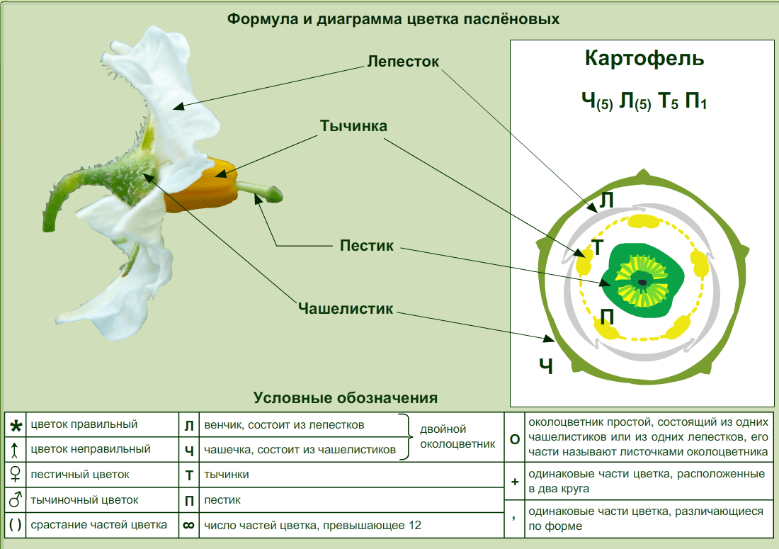 Формула и диаграмма пасленовых. Формула и диаграмма цветка пасленовых. Формула цветка пасленовых растений. Семейство Пасленовые строение. Семейство Пасленовые диаграмма цветка.